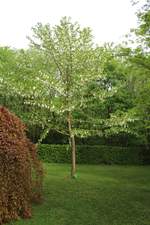 Taschentuchbaum mit Blüten im Botanischem Garten in Solingen vom 24.04.2019