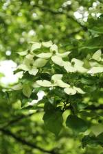 Blüte des Japanischen Hartriegel im Botanischen Garten in Solingen vom 26.05.2019