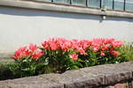 Tulpen im Botanischem Garten 13.04.2020