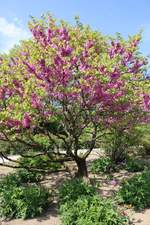 Der Judasbaum im botanischem Garten vom 27.04.2020