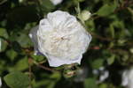 Rosenvielvalt aus dem Rosengarten im Botanischem Garten Solingen vom 30.05.2020