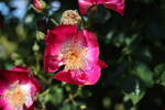 Rosenvielvalt aus dem Rosengarten im Botanischem Garten Solingen vom 30.05.2020