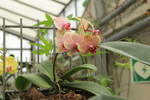 Orchideenvielfalt des Botanischen Gartens in Solingen vom Januar 2020