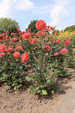 Dahlien im Botanischem Garten vom 16.08.2020