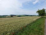 Getreidefelder bei Baustert, Südeifel (22.06.2022)