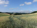 Getreidefelder bei Heidweiler, Osteifel (23.06.2022)