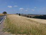 Getreidefelder bei Scheitenkorb, S�deifel, Lkr. Bitburg-Pr�m (18.07.2026)