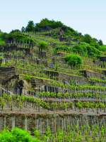 Deutschland,Rheinlandpfalz, Landkreis Ahrweiler, Weinberge bei Walporzheim (Stadtteil von Bad Neuenahr-Ahrweiler), 27.05.2013