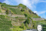 Weinberge an der Ahr zwischen Dernau und Ahrweiler - 09.09.2018