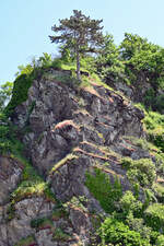 Felsen am Ahrufer in Altenahr-Altenburg a.d. Ahr - 28.05.2023