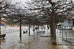 Rhein-Hochwasser in Remagen am 16.12.2023