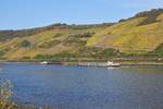 Rhein (Bopparder Hamm) zwischen Boppard und Spay mit Blick flussaufwärts am 01.11.17.