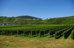 Weinberge an der Mosel bei Minsheim (23.08.2009)