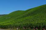 Weinberge an der Mosel bei Krv (23.08.2009)