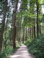 Der Waldweg zwischen Moselkern und Burg Eltz.