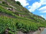 Deutschland, Rheinland-Pfalz, Weinberge am linken Moselufer nordstlich von Winningen, 17.06.2012