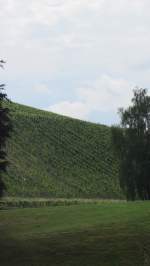 Blick auf einen Weinberg nahe Trier.(5.8.2012)