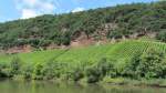 Weinberge entlang der Mosel.(5.8.2012)