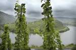 Aussicht auf die Mosel bei Bremm. Aufnahme: Juli 2007.