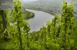 Aussicht auf die Mosel bei Bremm.