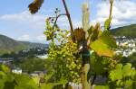 Weintrauben bei Cochem an der Mosel.