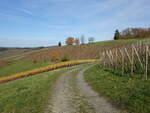 Weinberge im Konzer Tälchen bei Krettnach (05.11.2025)