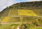 Akkurat ausgerichtete Weinreben an einem Weinberg bei Rheinbrohl - 24.10.2013
