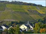 Blick auf die Weinberge entlang der Saar vom Schiff aus aufgenommen am 19.10.08.