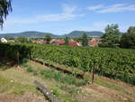 Weinberge bei Walsheim an der südlichen Weinstraße (11.08.2019)