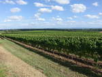 Weinberge bei Leinsweiler an der Weinstraße (10.08.2019)