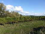 Weinberg bei Eschbach / Pfalz, Lkr.