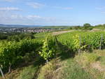 Ausblick auf Ober-Ingelheim, Lkr.