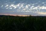 Sonnenuntergang über einem Saarlouiser Maisfeld am 13.8.13