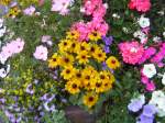 Hier sind Sommerblumen zu sehen. Die Pflanzen sind in der gesamten Stadt von Saarbrcken zu sehen.