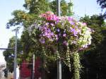 Nochmal Sommerblumen aus der Stadt Saarbrcken.