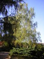 Auch dieses Foto wurde am 30.08.2009 in Saarbrcken-Ensheim auf dem Friedhof aufgenommen.