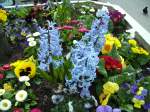 
Dieses Foto zeigt die Frhlingsblumen der Stadt Saarbrcken. Das Foto habe ich am 16.04.2010 in Saarbrcken aufgenommen. 















