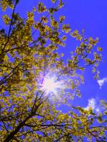 Deutschland, Saarland, die Sonne strahlt durch das Laub eines Baumes bei Wörschweiler (Stadtteil der saarländischen Kreisstadt Homburg im Saarpfalz-Kreis), 18.05.2013