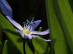 Glockenblumengewchs als Frhlingsbote in einem Garten (21.04.2013)