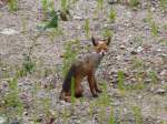  Gib mir lieber etwas zu fressen, als mich zu fotografieren  denkt vielleicht dieser Fuchs.