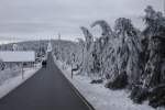 An der Zufahrtstraße zum Fichtelberg Haus  grüßten  und  verneigten  sich die Tannenbäume am 6.12.2014.