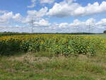 Sonnenblumenfeld bei Nauwalde, Lkr.