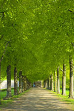 Allee am Völkerschlachtdenkmal in Leipzig.