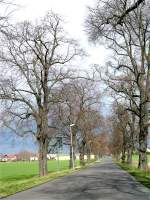 Nur wenige Minuten scheint die Sonne auf die alte Lindenallee im Leipziger Stadtteil Breitenfeld, 25.03.08