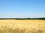 Blauer Sommerhimmel und goldenes Getreide, Altenbach 22.06.08