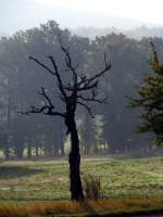 Alt wie ein Baum