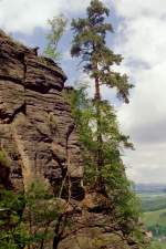Der  normale steile Wanderweg  hinauf auf den  Pfaffenstein  war doch schon recht beschwerlich fr uns ungebte Flachlnder ... Die vielen recht engen Schluchten/Stiegen und Leitertreppen hatten wir so nicht erwartet. Welche Unterschiede zu meinem Harz, und wir sind hier erst mal auf der guten Hlfte unseres Weges, aber die tollen Motive sind ja unendlich. Mit der Kiefer mchte meine Frau und ich nicht tauschen ...
Foto: Juni 2005, Camera:  Praktica MTL-50 