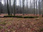 Vergnglichkeit. Hier wird die Natur sich an vielen Stellen selbst berlassen. Rosteig 10.11.2012