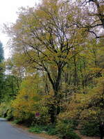 Die Waldstruktur an der Straße Wolfgraben in Ostrau (Bad Schandau) am 22.