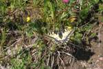 da dies das Jahr der Schmetterlinge ist,auch ein beitrag dazu von mir. Dies ist ein Papilio machaon ( Schwalbenschwanz)